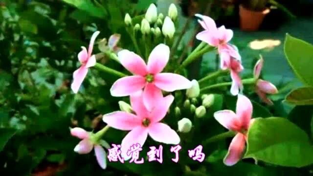 一首《黄玫瑰》别让泪珠湿花蕊,心中有爱就很美,真好听!