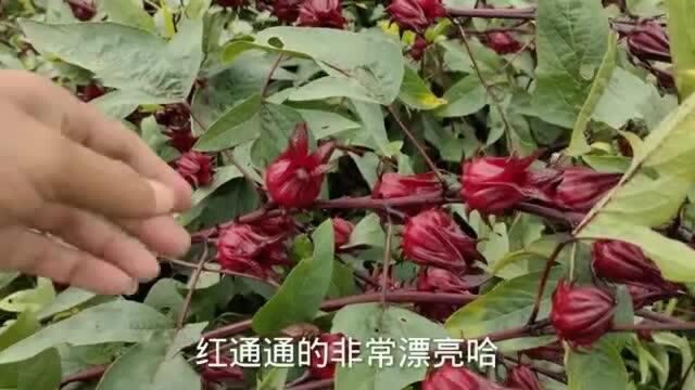 这种植物不仅产量高而且价格贵,亩产收入10000多,你猜是什么?