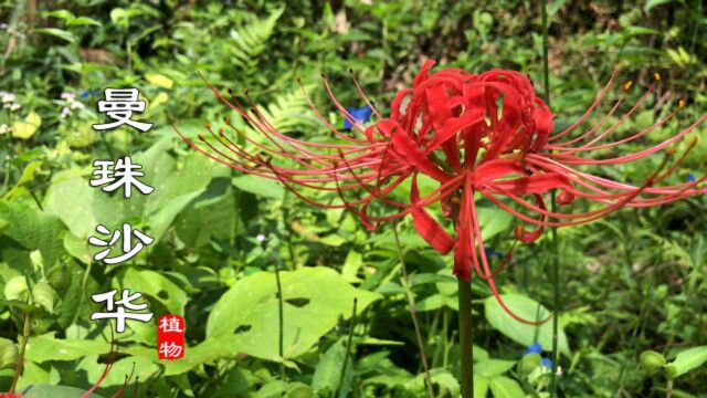 神秘“彼岸花”也叫石蒜,相传花开黄泉路上,长得好看却有剧毒