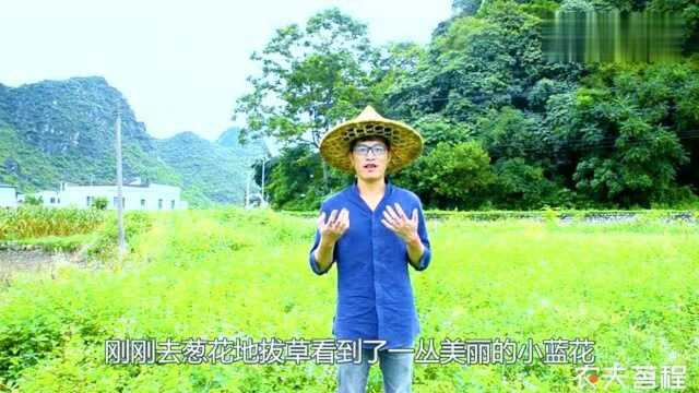 葱地遇到奇怪蓝色小花,一苞开两朵,农村小伙当成宝贝急忙挖回家