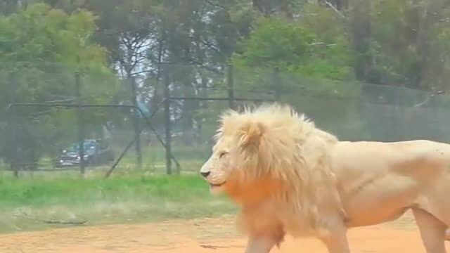 圈养和野生的大狮子,目测猜体重