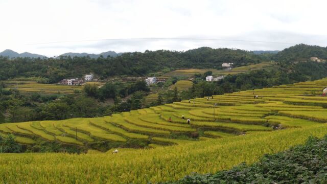 稻谷成熟的季节,去高州古丁航拍一下梯田美景