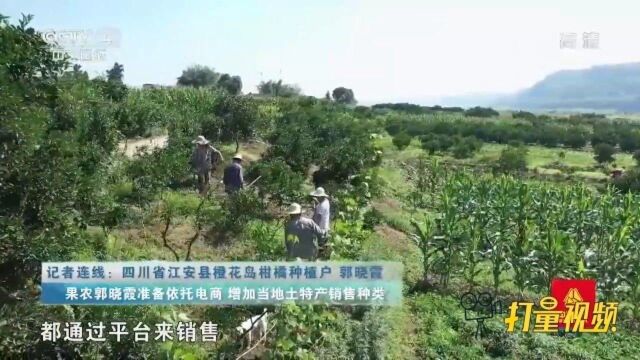 土地肥沃的橙花岛,水果品种丰富果农一年四季都有收获