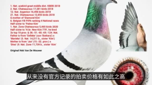 中国买家花1250万买下比利时赛鸽