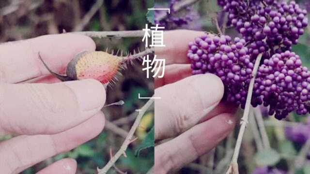 金樱子泡酒可以壮阳?本期出现的植物有金樱子,东风草,紫珠,红花酢浆草等