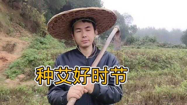 挖一些艾草的种苗给广西的网友,满足他的田园乐趣