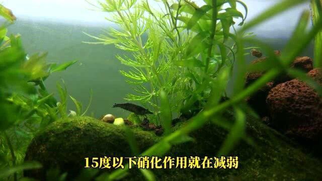 养鱼先放硝化细菌?净化水质水生植物更优秀,养鱼开缸先养水草其实更省心