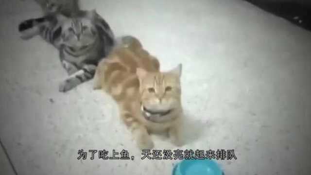 猫吃鱼为什么不怕卡刺?因为它有刮骨钢刀!