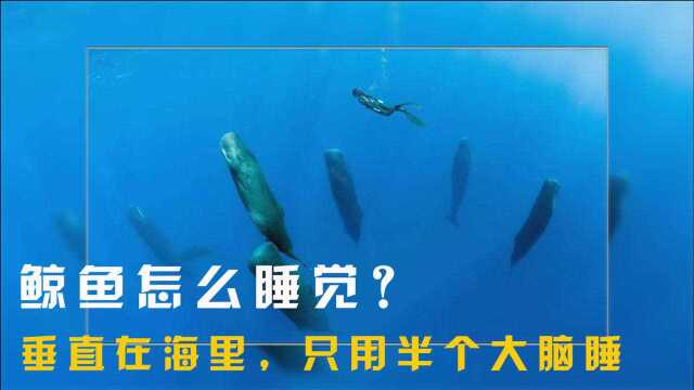 鲸鱼怎么睡觉的?时而垂直时而翻肚皮,游着游着都能睡着