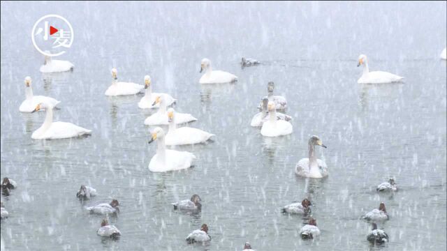 现实中的童话世界!鹅毛大雪中天鹅群翩翩起舞,宛如仙境