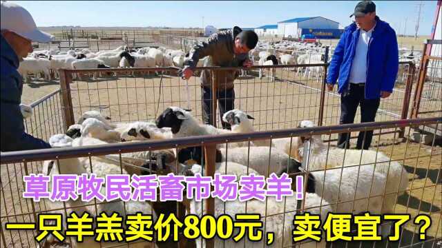 草原牧民去活畜市场卖羊!一只羊羔卖价800元,看看最后卖了多少?