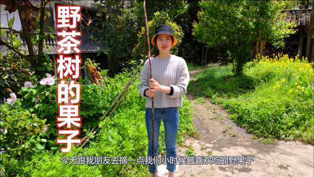 野茶树上才长的一种果子,农村孩子的美味零食,城里都买不到哦