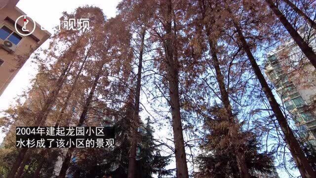 隔壁小区大树遮光多年无法砍,居民:原本这树是我们的