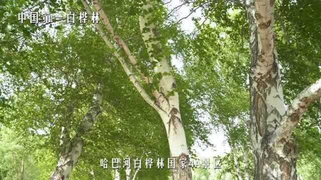 新疆哈巴河:中国第一白桦林