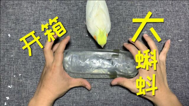 网购开箱“大蝌蚪”3只,这些蝌蚪那么大,什么时候能变成蛙呢?