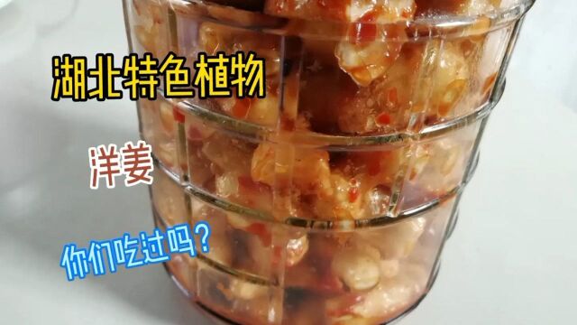 洋姜你们吃过吗?湖北特色菜酱洋姜,长得有点像生姜.