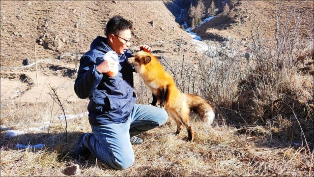 大山里发现一只小狐狸,没吃没喝竟然不怕人,给它喂肉眯着眼哭了