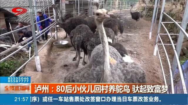 浑身都是宝!80后小伙回村养鸵鸟,收益相当可观