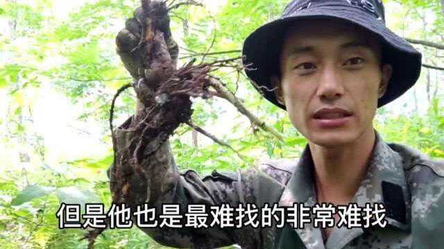 今天和父亲来深山,来挖剧毒植物狼毒,剧毒为什么还要挖呢 ?