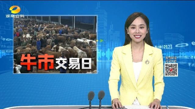 (牛市交易日)湘西吉首:牛市带您“牛气过牛年”