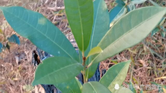 这种植物叫变叶榕,是一种野生中草药材,来认识一下吧