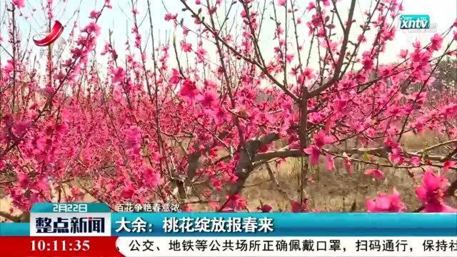 【百花争艳春意浓】大余:桃花绽放报春来