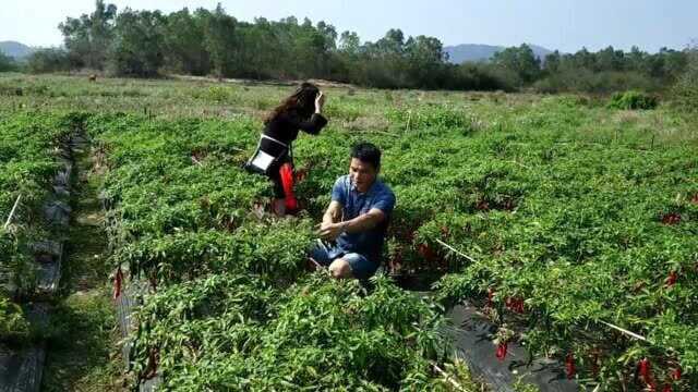 小渔翁带朋友到自家地里摘果子,现在的果子又红又甜,收获感满满