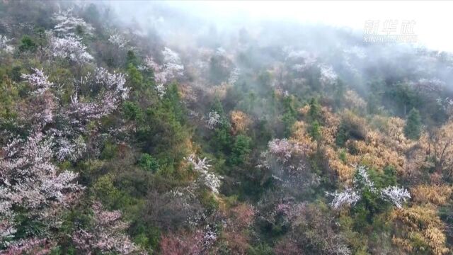 江西修水:三万亩野生樱桃花山间绽放 雾里看花别样美