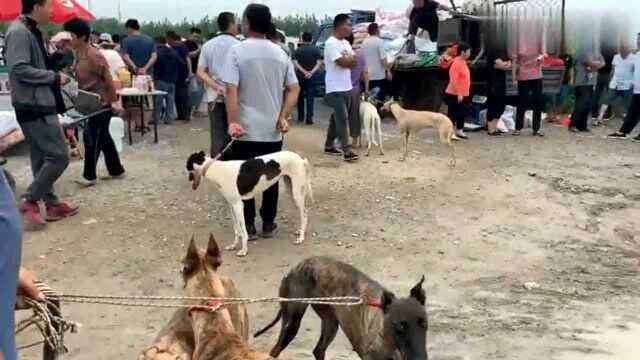 满大街都是这种猎犬,恐怕只有我们这边有,有认识的吗?