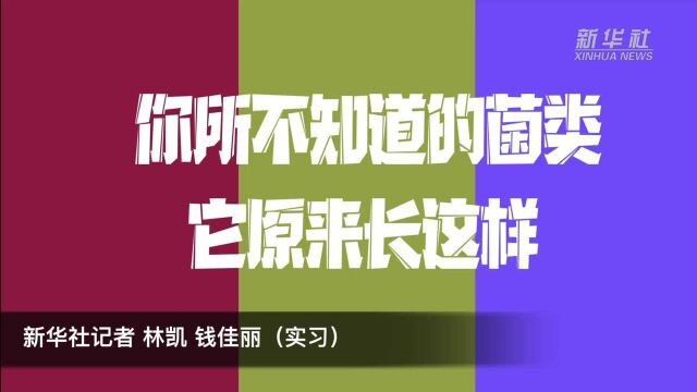 你所不知道的菌类 它原来长这样