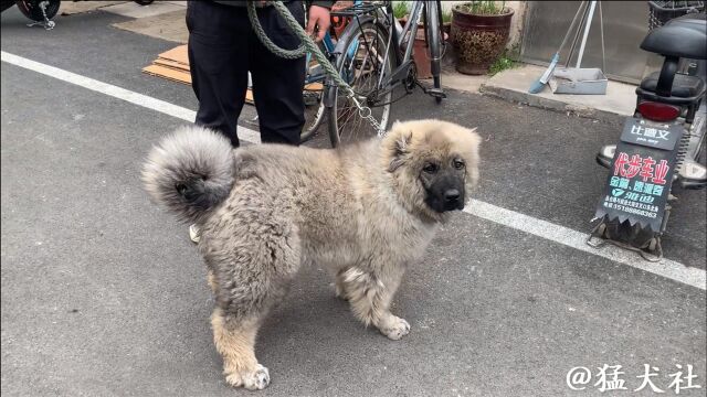 狗市惊现藏獒后代高加索,才4个月就凶性毕露,看看主人卖多少钱?