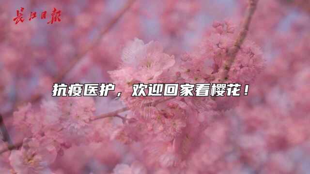 樱花时节更想你:抗疫医护,欢迎回家!