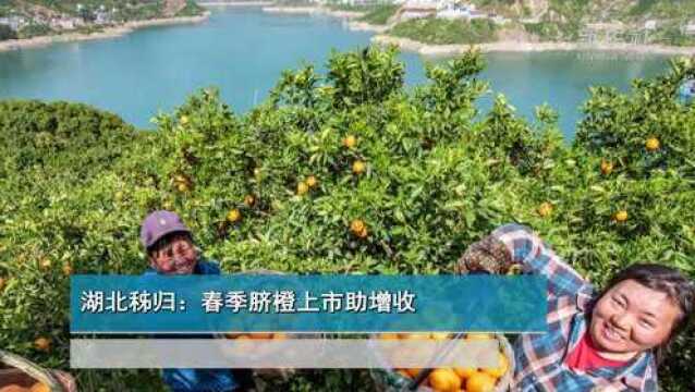 湖北秭归:春季脐橙上市助增收