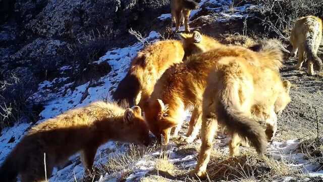 9只!濒危豺群再现祁连山,母豺带队等级严格