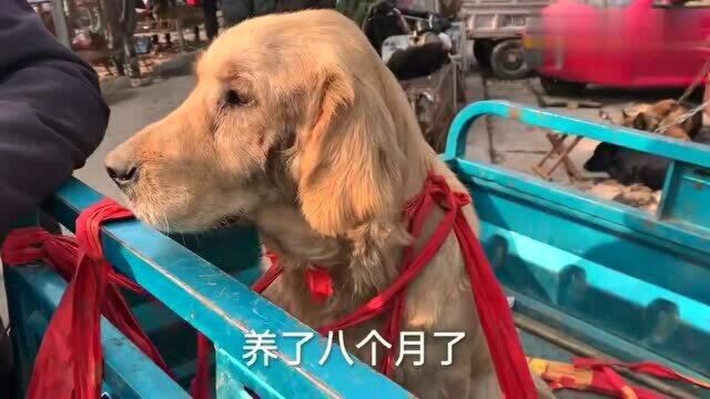 狗市贩子收狗过程,两次出价才拿下,其中套路你了解吗?