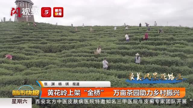 黄花岭上架“金桥”万亩茶园助力乡村振兴