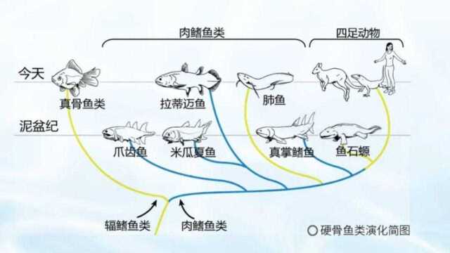 每日科普|鱼类登陆早有“预谋”?它们的抗焦虑能力比人类还强!