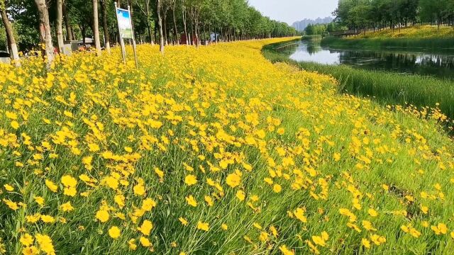 许昌市东城饮马河畔,河边金鸡菊争相开放,盛花期已到,太美