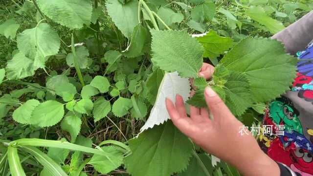 农村这植物《白背叶》用途非常厉害了大家有认识吗