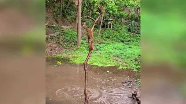 这炎热的夏天,猴子们都在组队跳水清凉了一个接一个的跳水