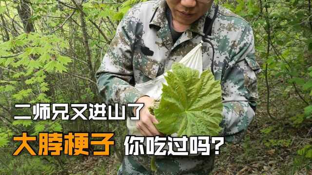 大脖梗子你吃过吗?陪伴我整个童年的零食山野菜