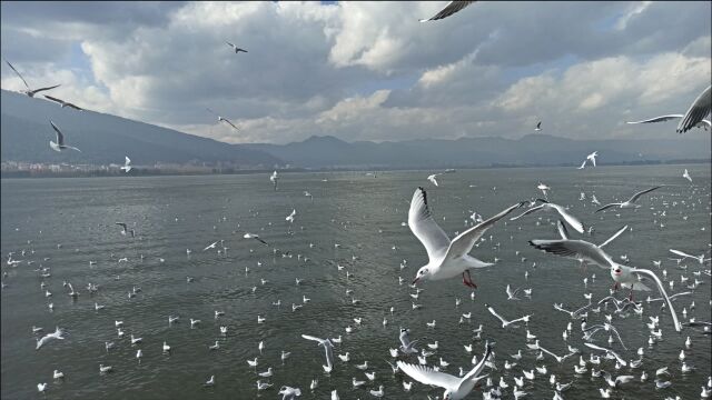 昆明滇池,海埂大坝,西伯利亚海鸥,这场面我还是头一次见到