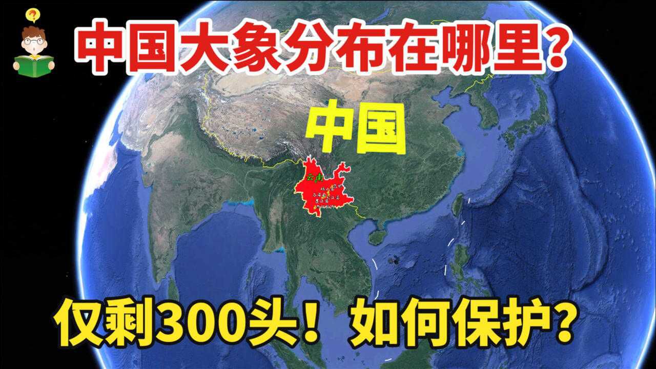 中国大象仅剩约300头!主要分布在哪里?如何更好地保护?