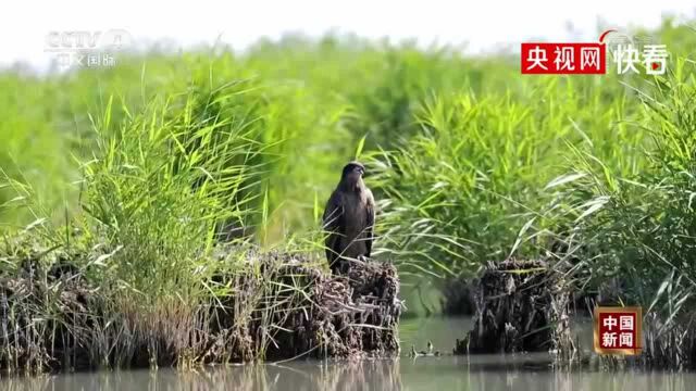 不轻易与人相见!宁夏发现罕见玉带海雕