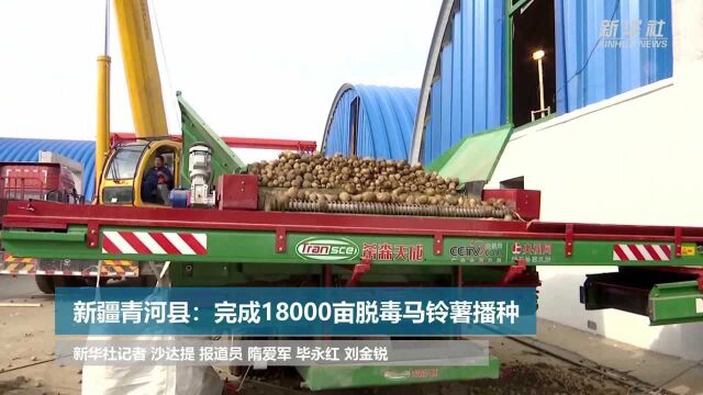 新疆青河县:完成18000亩脱毒马铃薯播种