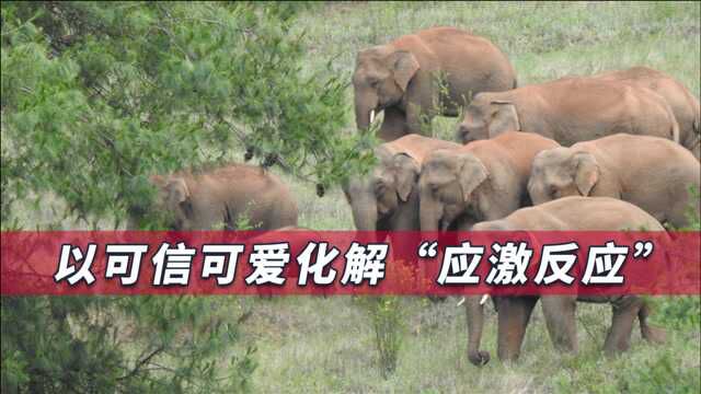 “大象旅行团”令全球关注,西方媒体对此事的报道正面效应更多了