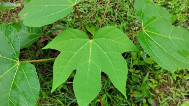 这种植物叶子长得很漂亮,它叫千年桐,是一种做风景树好材料,认识一下吧