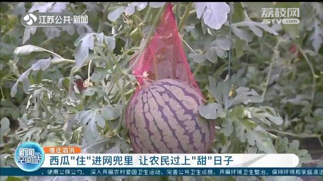 立体种植!西瓜“住”进网兜里 让农民过上“甜”日子