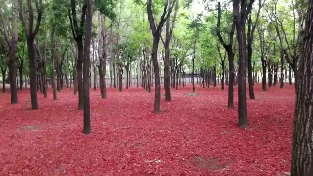 开心山村:旅游随拍,游北京朝阳公园