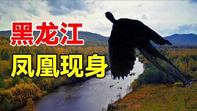 凤凰现身黑龙江?村民拍下清晰照片,远古神兽真的存在吗?#“知识抢先知”征稿大赛#